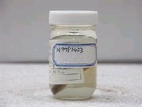 藏品(高體鰟鮍)的圖片